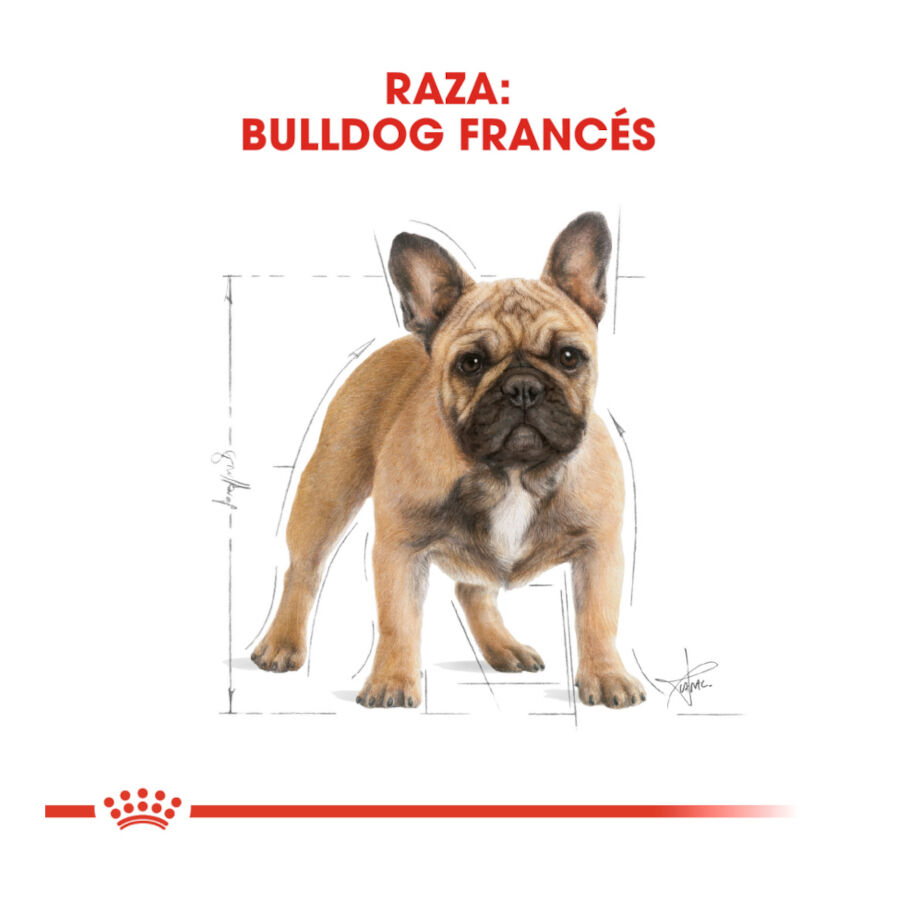 9 kg Royal Canin French Bulldog Adult pienso para perros, , large Imagen numero 4