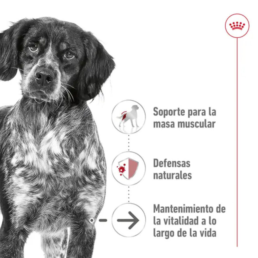 15 kg Royal Canin Medium 10+ Ageing pienso para perros&nbsp;senior, , large indicador imagen numero 4