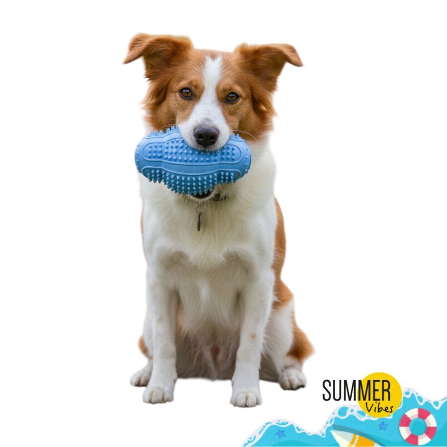 Summer Vibes Pelota Rugby Mordedor Juguete para perros, , large indicador imagen numero 7