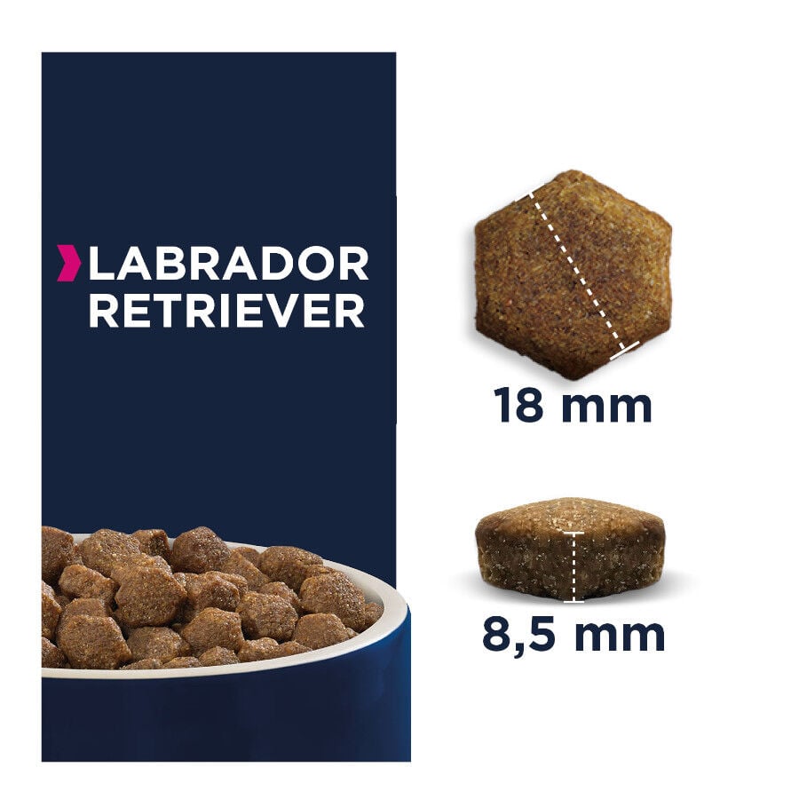 12 kg Eukanuba Adult Labrador Retriever pienso para perros, , large indicador imagen numero 2