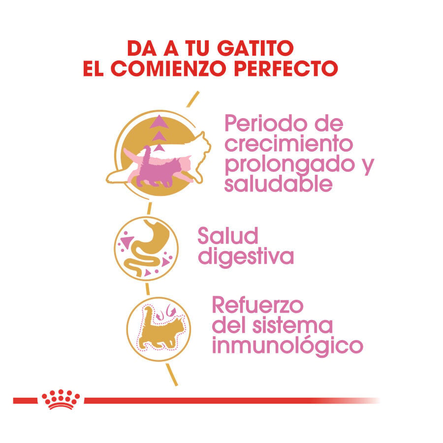10 kg Royal Canin Kitten Maine Coon pienso para gatos, , large Imagen numero 7