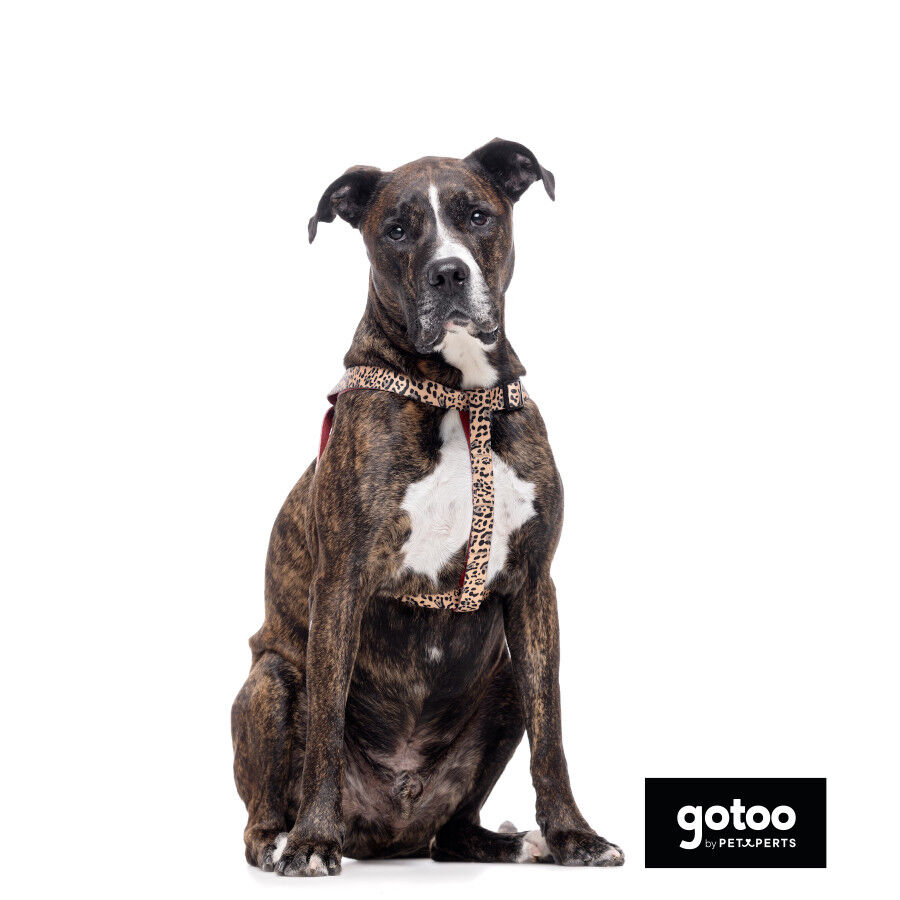 Gotoo Arn&eacute;s estampado leopardo para perros, , large indicador imagen numero 3