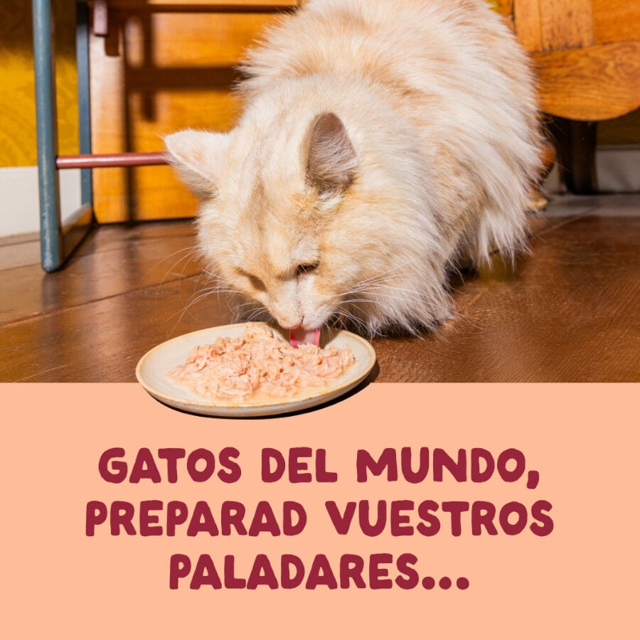70 g Edgard & Cooper Filetes de Pollo Lata para gatos, , large indicador imagen numero 2