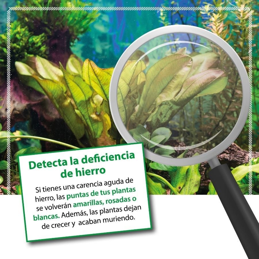 Arka Plants FE Fertilizante de Hierro para acuarios, , large indicador imagen numero 4