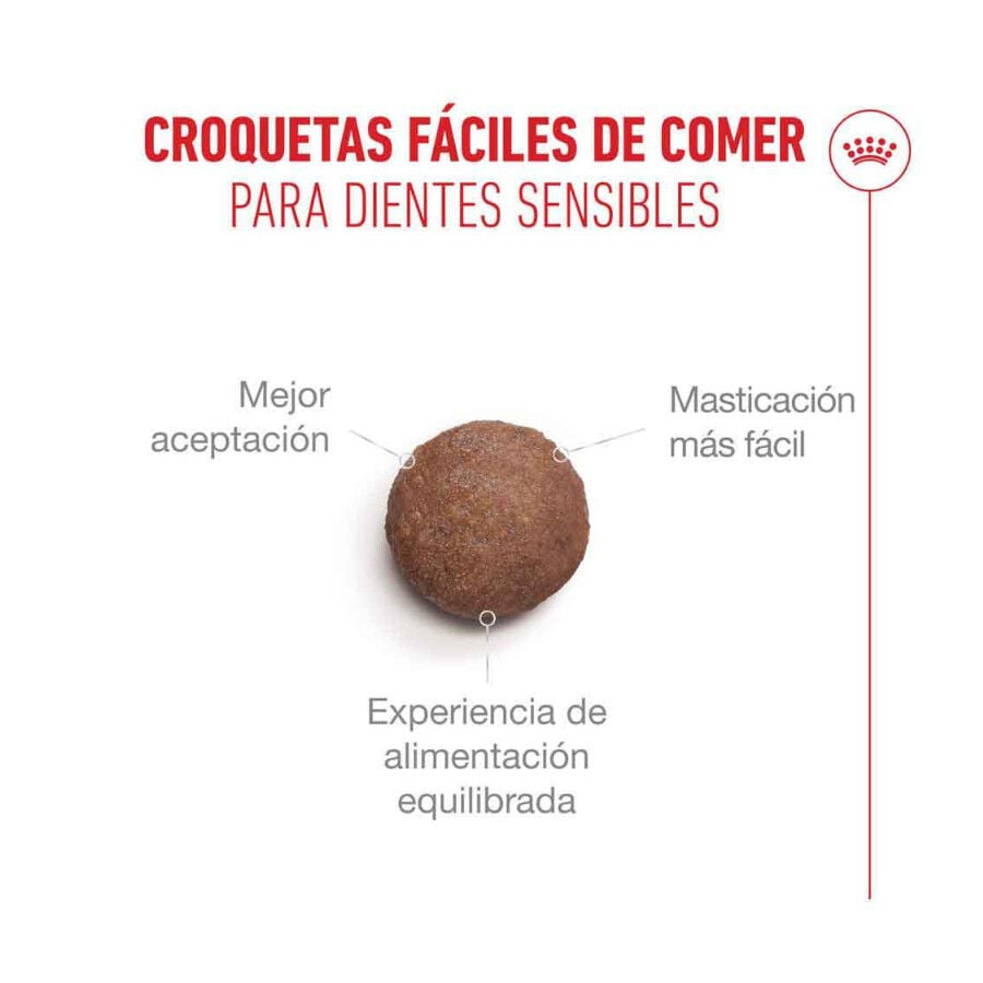 4 kg Royal Canin Ageing 11+ Sterilised pienso para gatos&nbsp;senior, , large Imagen numero 4
