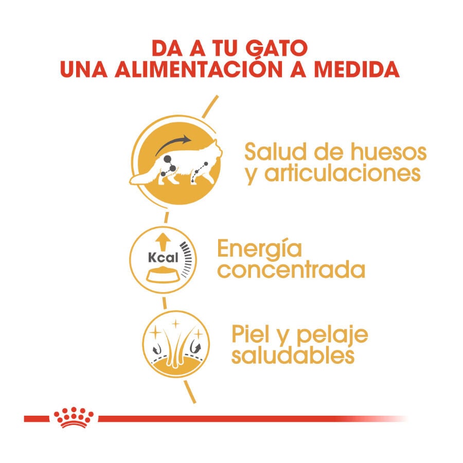 85 g Royal Canin Maine Coon sobres para gatos, , large indicador imagen numero 6