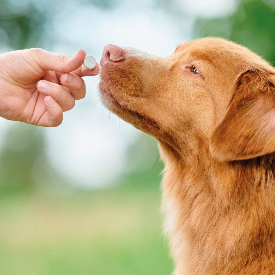 Beaphar Vermipure Repelente Interno Natural en comprimidos para perros medianos y grandes, , large Imagen numero 6