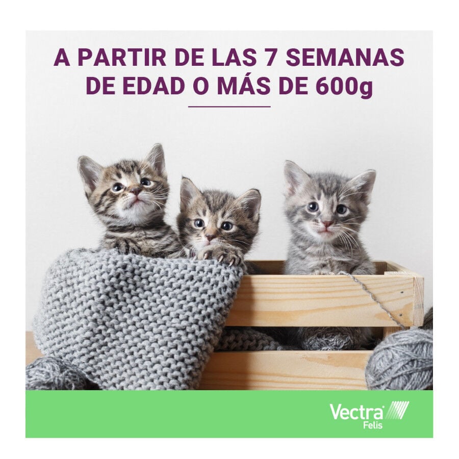 Vectra Felis Pipetas Antiparasitarias para gatos - Pack 3, , large indicador imagen numero 8