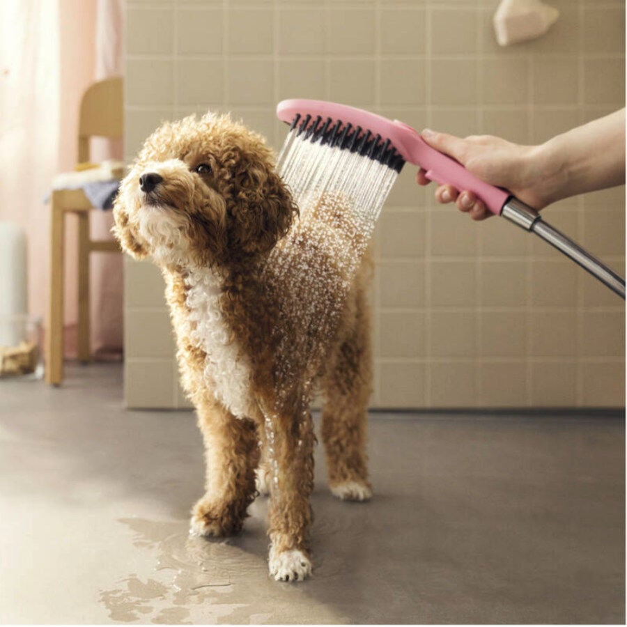 Hansgrohe Alcachofa de Ducha Rosa para perros, , large Imagen numero 2