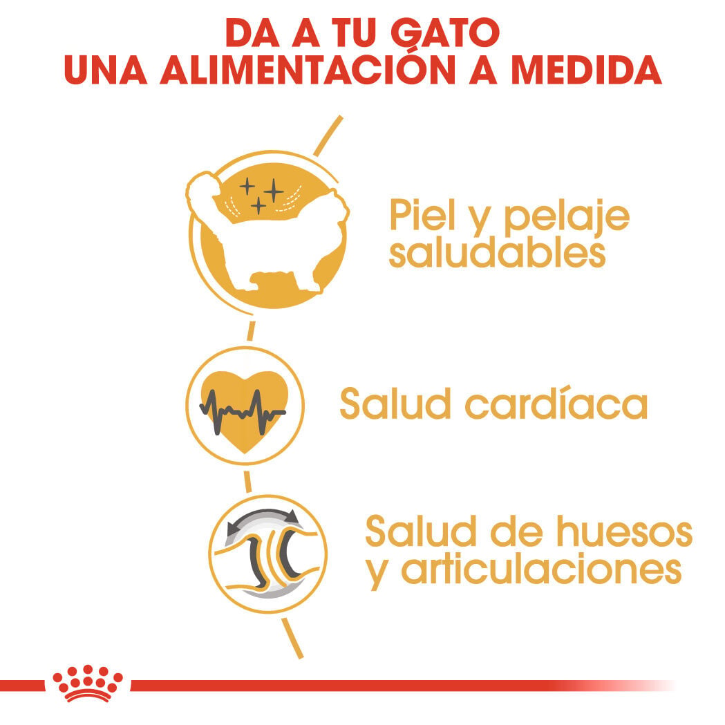 2 kg Royal Canin Adult Ragdoll pienso para gatos, , large indicador imagen numero 5