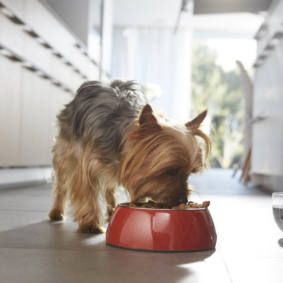 1.5 kg Purina One Adult Mini Weight Control Sterilised Pavo y Arroz pienso para perros, , large indicador imagen numero 4