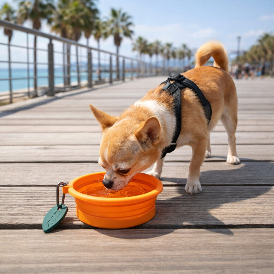 Summer Vibes Comedero Bebedero plegable naranja para perros, , large indicador imagen numero 1