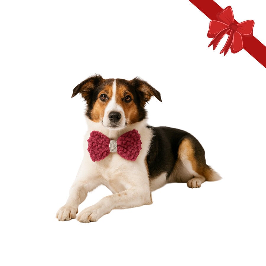 Wonder Christmas Pajarita Navide&ntilde;a Roja para perros, , large indicador imagen numero 1