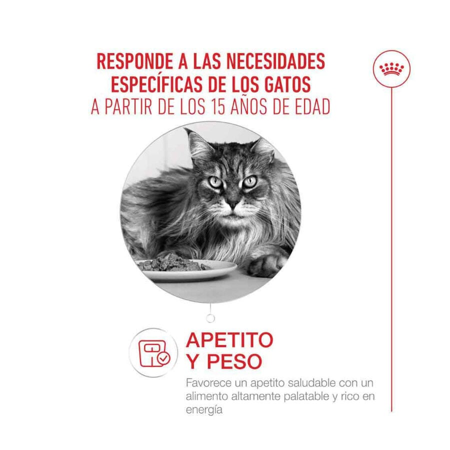 4 kg Royal Canin Ageing +15 pienso para gato senior&nbsp;, , large indicador imagen numero 3