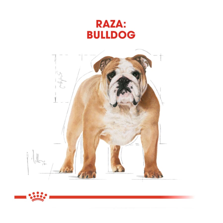 12 kg Royal Canin Adult Bulldog pienso para perros, , large Imagen numero 4