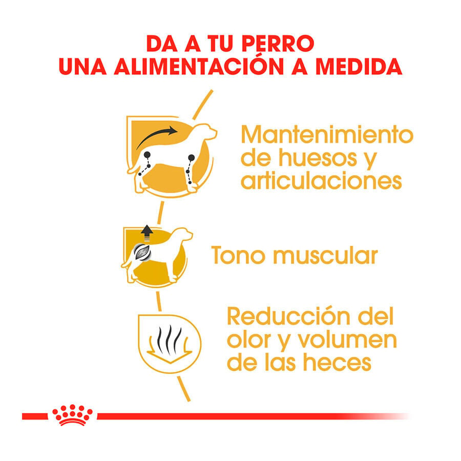 7.5 kg Royal Canin Adult Dachshund pienso para perros, , large Imagen numero 5