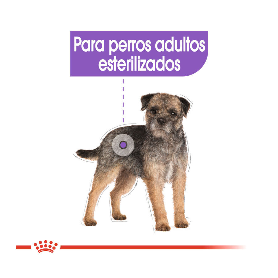 8 kg Royal Canin Sterilised Mini pienso para perros, , large Imagen numero 5