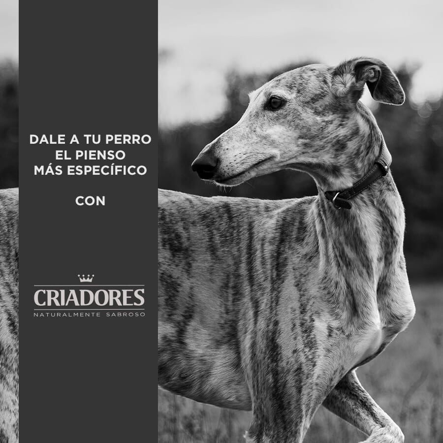 15 kg Criadores Adulto Pollo y Arroz pienso para perros de raza mediana, , large indicador imagen numero 5