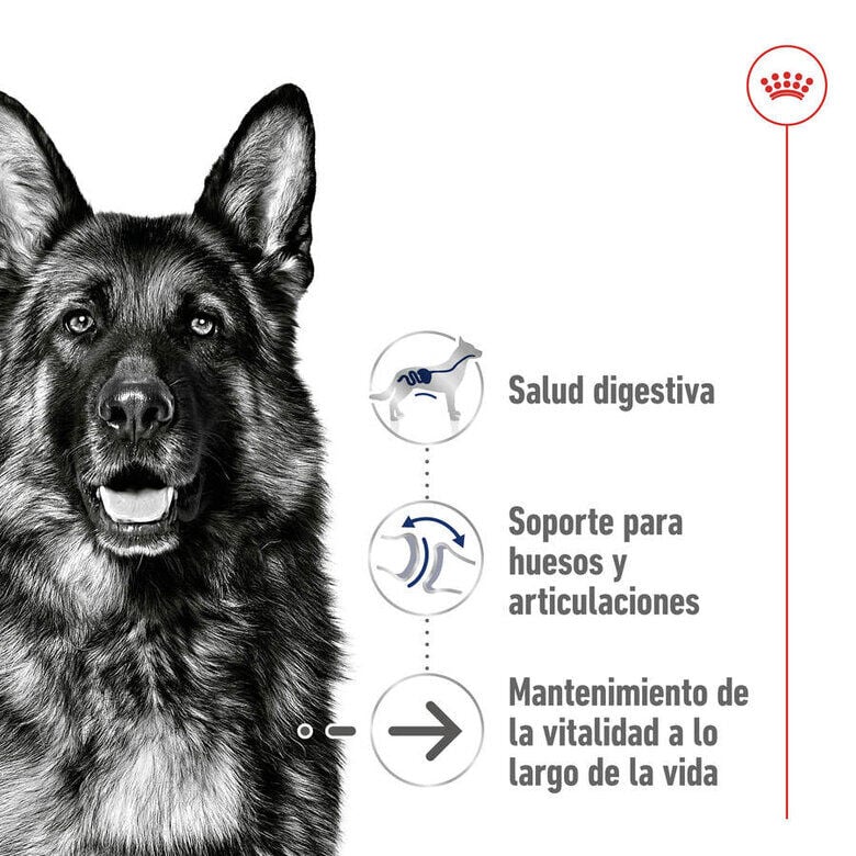 15 kg Royal Canin Maxi Ageing 8+ pienso para perros&nbsp;senior, , large Imagen numero 5