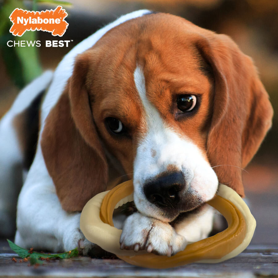 Nylabone Mordedor Redondo Duradero con Sabor a Buey para perros, , large Imagen numero 2