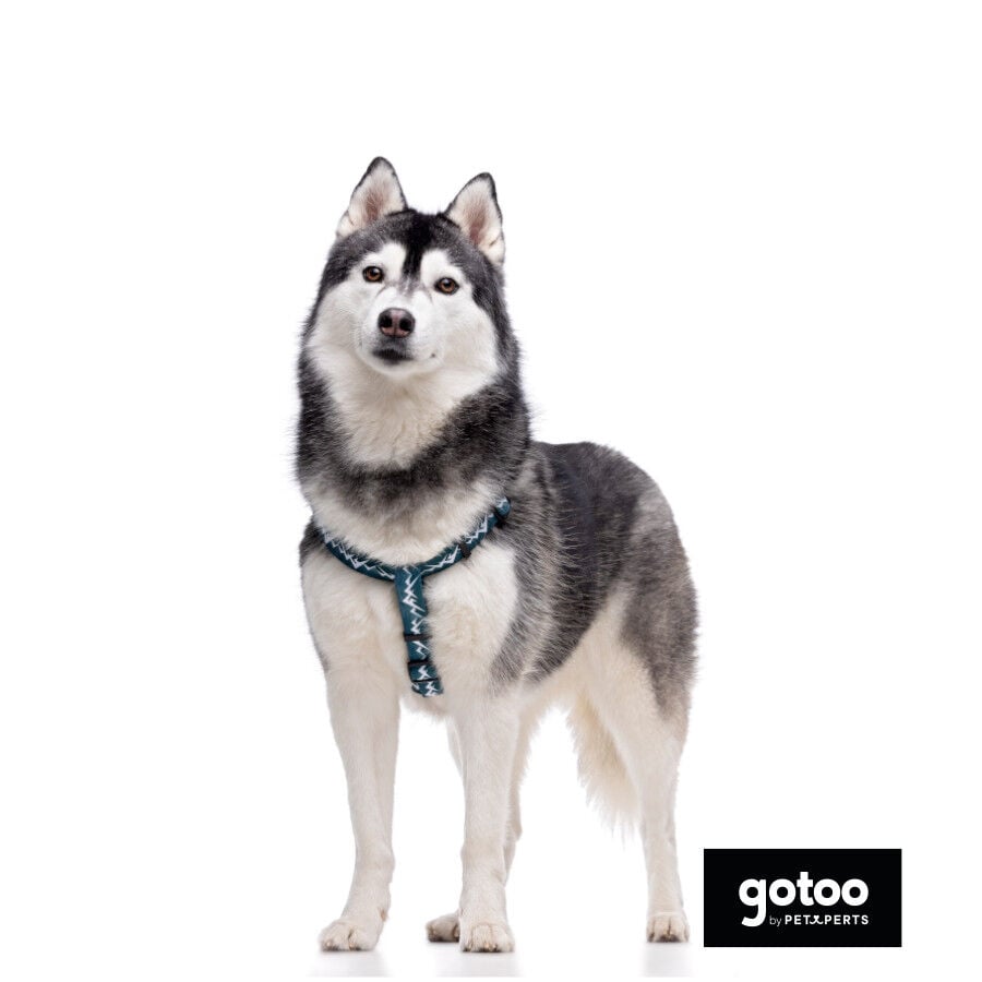 Gotoo Arn&eacute;s estampado verde para perros, , large Imagen numero 3