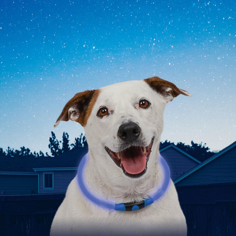 Nite Ize NiteHowl Collar con Luz LED Azul para perros, , large Imagen numero 2