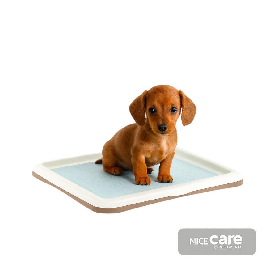 Nice Care Bandeja Sanitaria Gastone Beige para perros