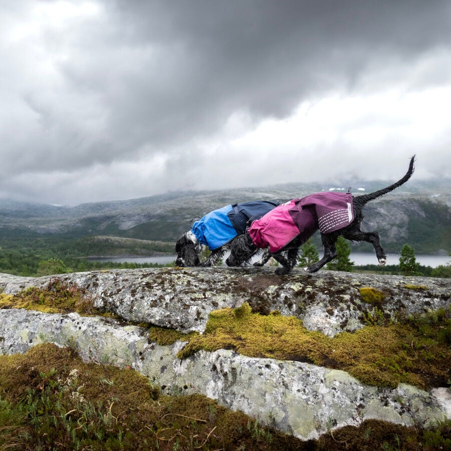Non-stop dogwear Fjord Chubasquero Impermeable P&uacute;rpura para perros, , large indicador imagen numero 4
