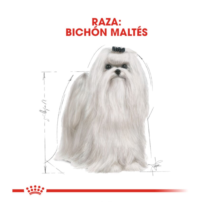 1.5 kg Royal Canin Adult Bich&oacute;n Malt&eacute;s pienso para perros, , large indicador imagen numero 4