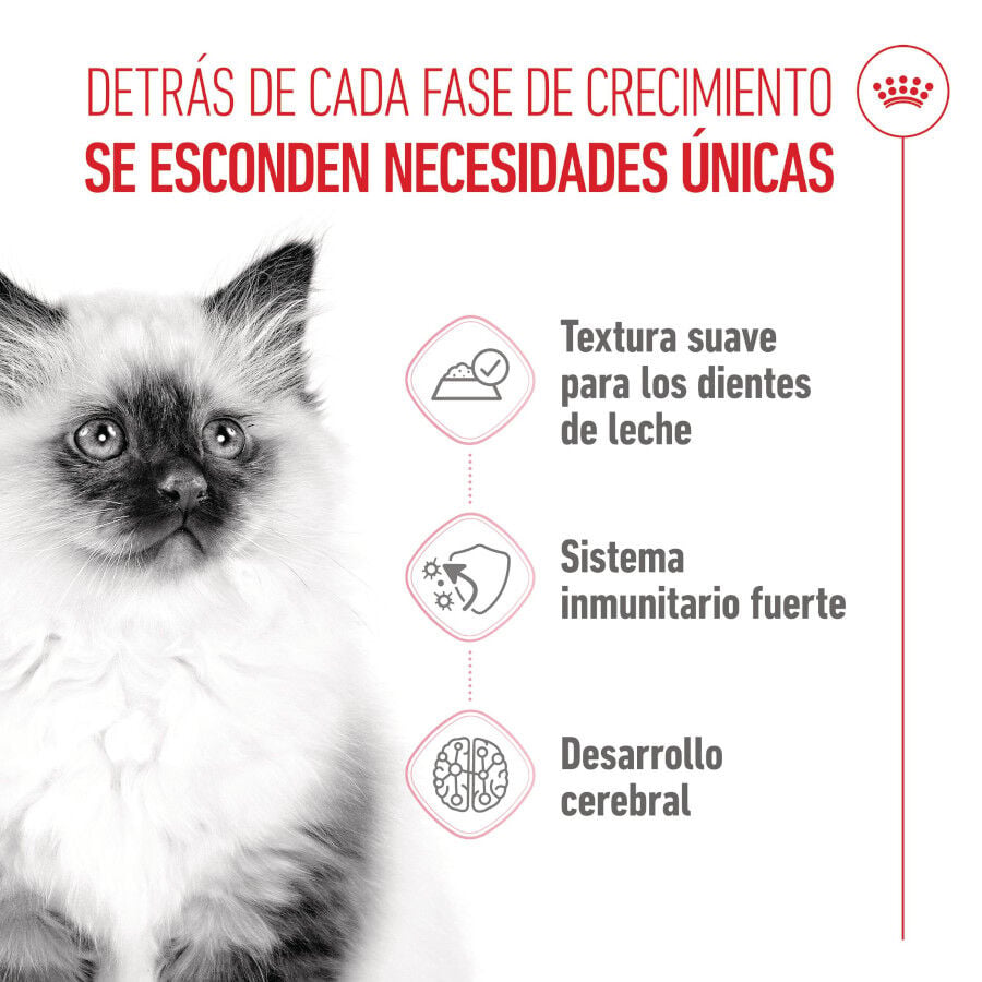 85 g Royal Canin Kitten comida h&uacute;meda en gelatina sobre para gatos&nbsp;, , large indicador imagen numero 3