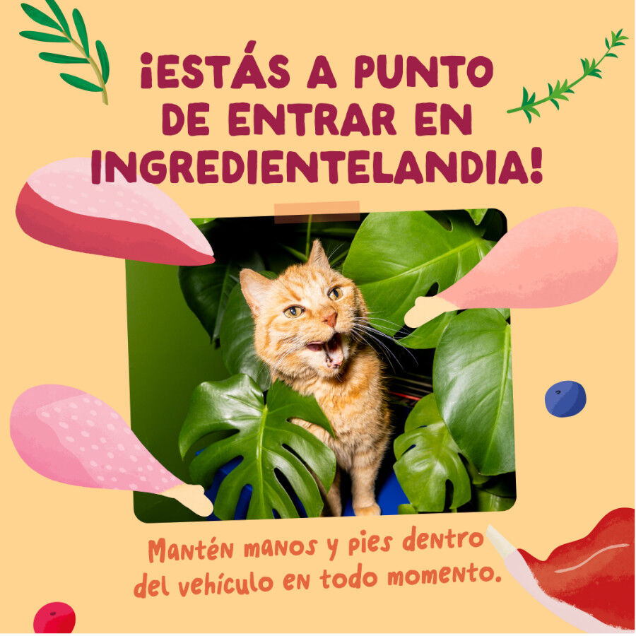 12 x 85 g Edgard & Cooper Festines de la Granja sobre en salsa para gatos, , large indicador imagen numero 6