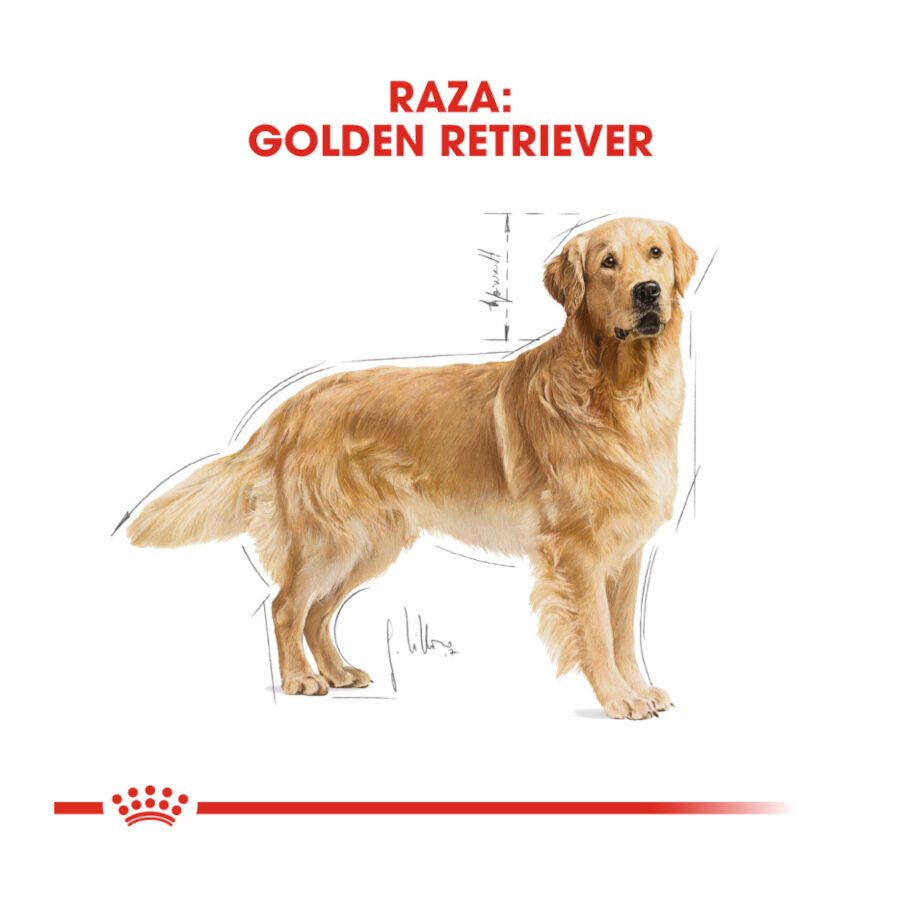 12 kg Royal Canin Adult Golden Retriever pienso para perros, , large Imagen numero 4