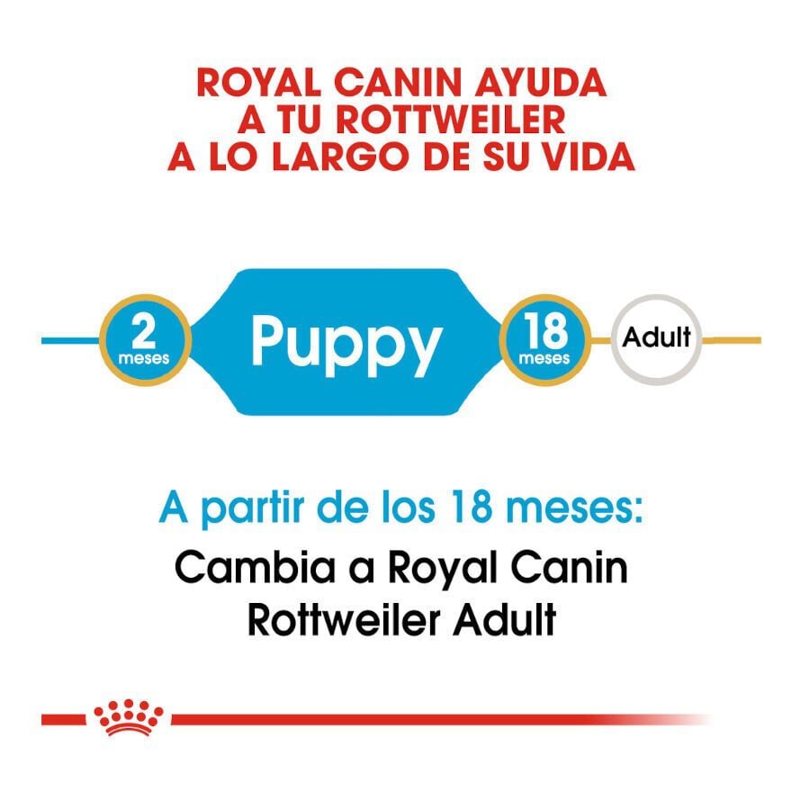 12 kg Royal Canin Puppy Rottweiler pienso para perros , , large Imagen numero 6