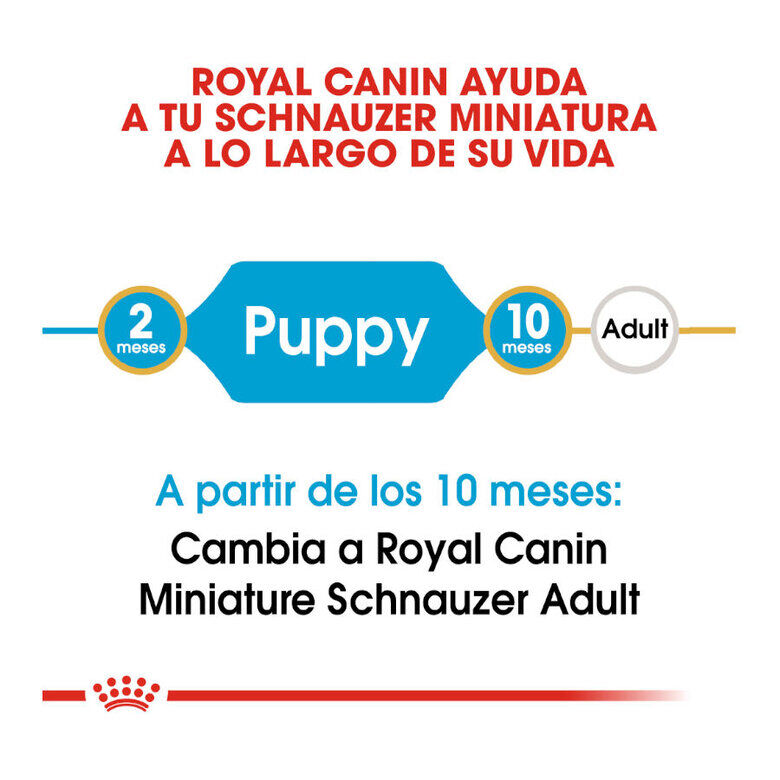 1.5 kg Royal Canin Puppy Miniature Schnauzer pienso para perros, , large Imagen numero 8