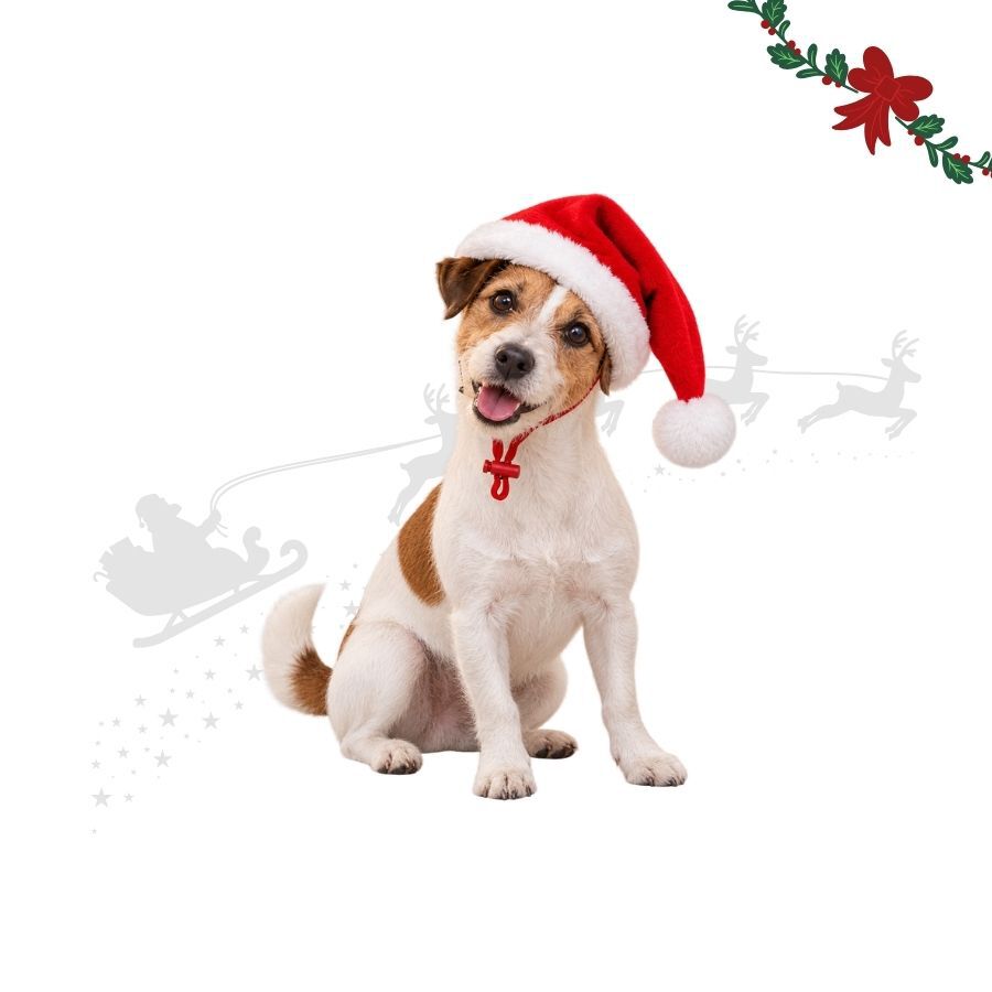 Wonder Christmas Gorro Papa Noel para perros, , large Imagen numero 1