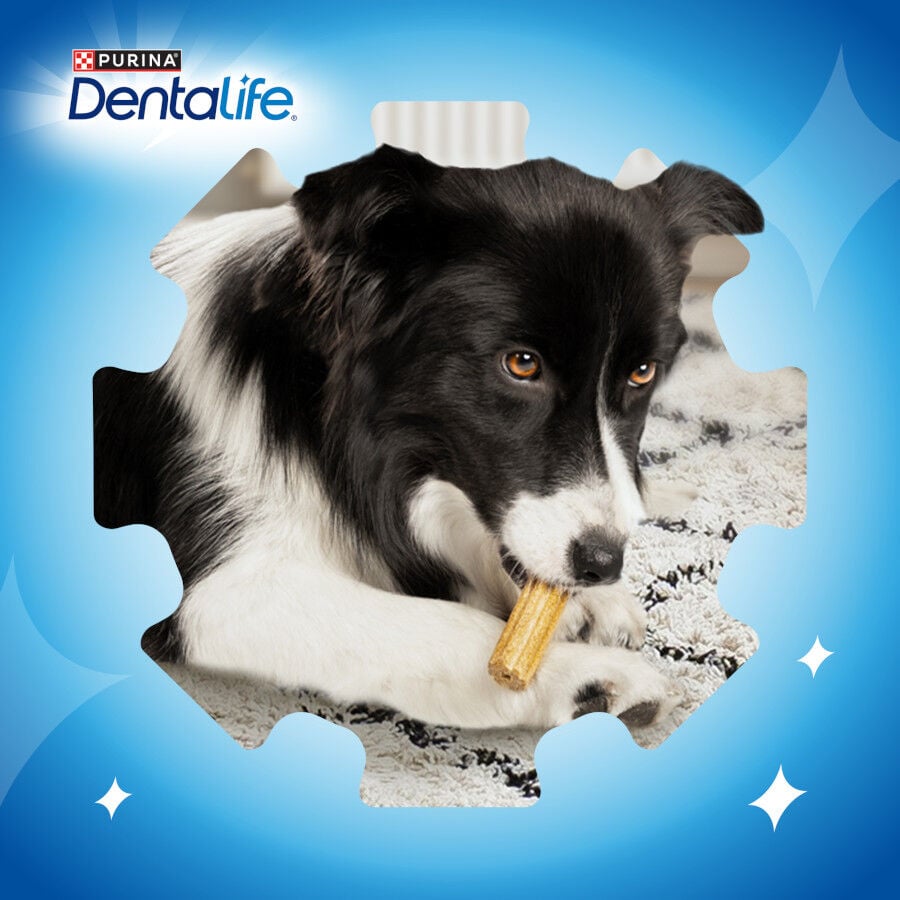 54 barritas Dentalife Snacks Dentales para perros de raza peque&ntilde;a, , large indicador imagen numero 7