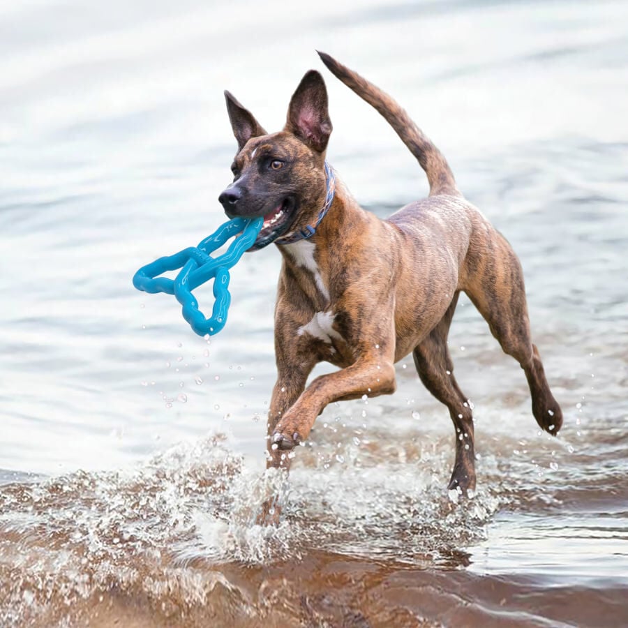 Kong Flyangle Juguete para perros, , large Imagen numero 3