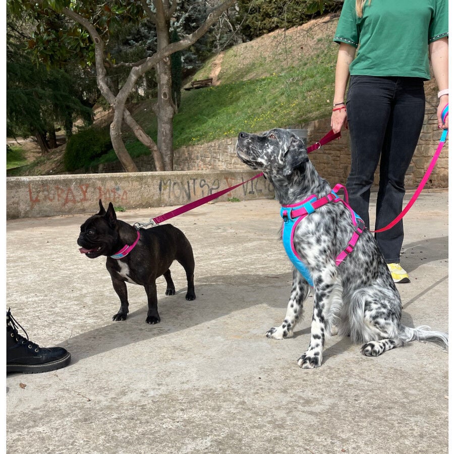 Freedog Cool Pro Tech Correa Refrescante Fucsia para perros, , large indicador imagen numero 5