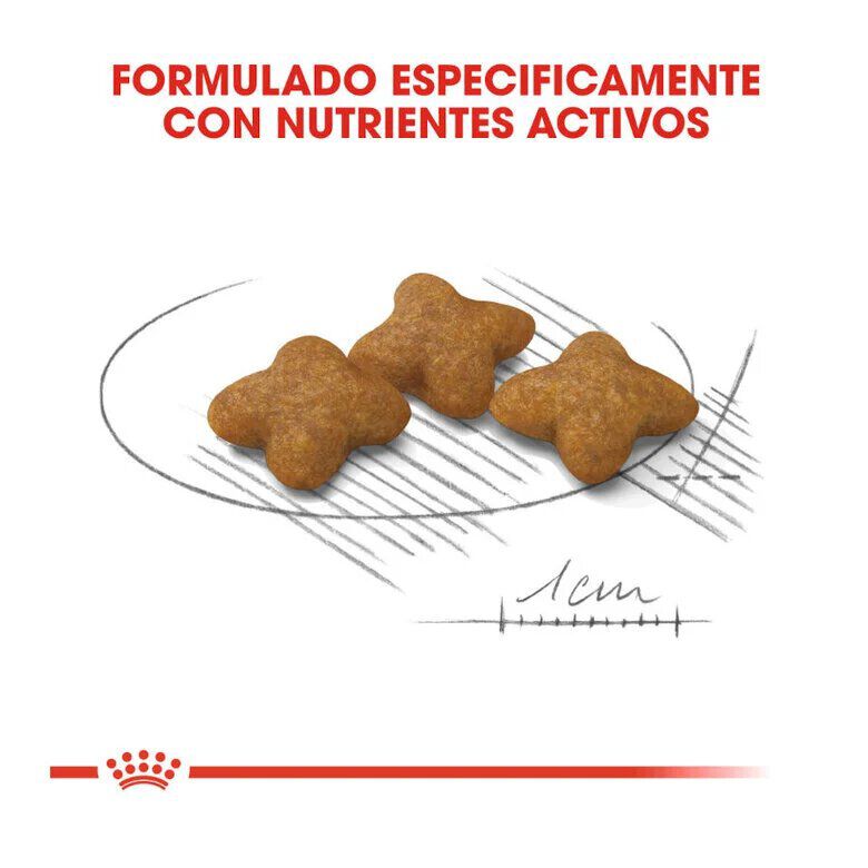 1.5 kg Royal Canin X-Small Sterilised pienso para perros, , large indicador imagen numero 4