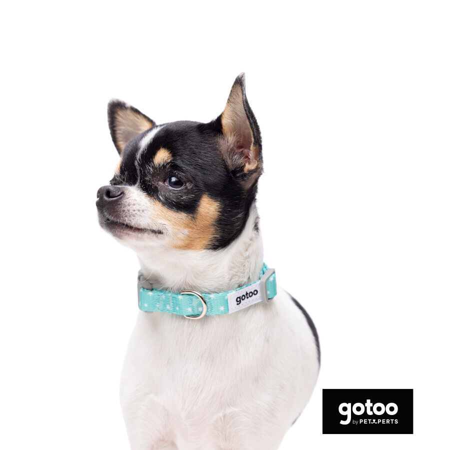 Gotoo Set Correa y Collar estampado con estrellas verde para perros, , large indicador imagen numero 8