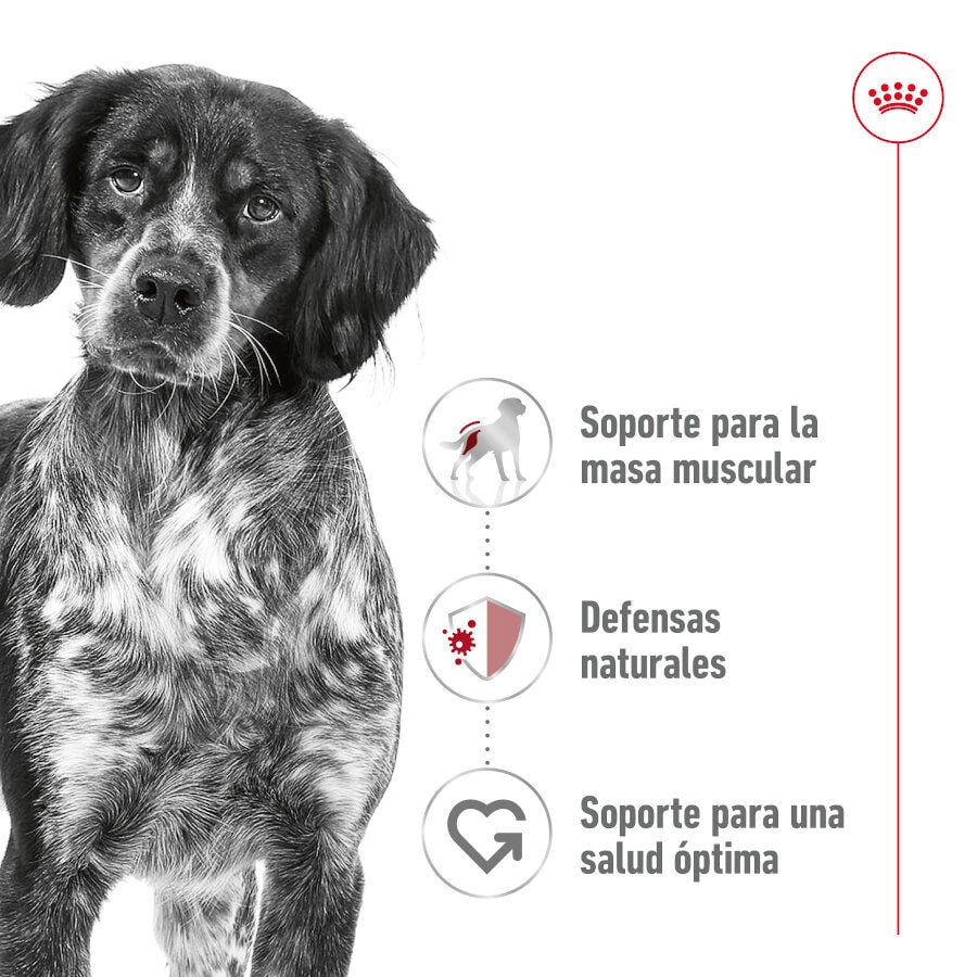 410 g Royal Canin Medium Adult Pat&eacute; lata para perros, , large indicador imagen numero 2