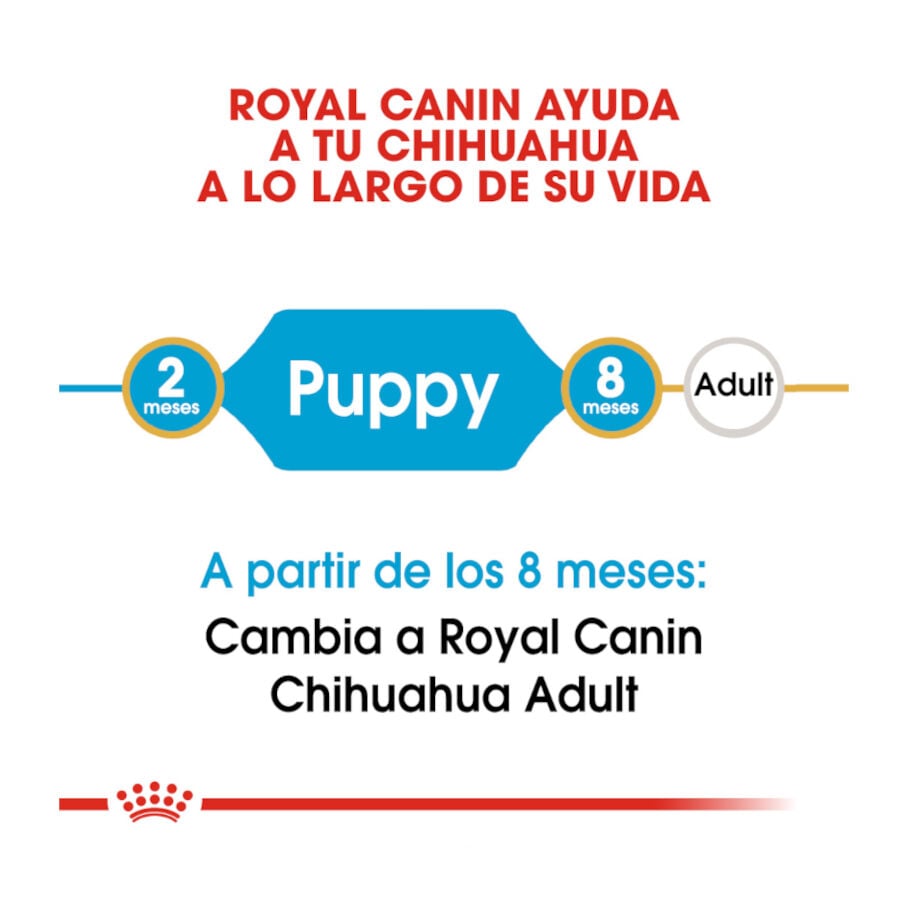 1.5 kg Royal Canin Puppy Chihuahua pienso para perros, , large indicador imagen numero 7