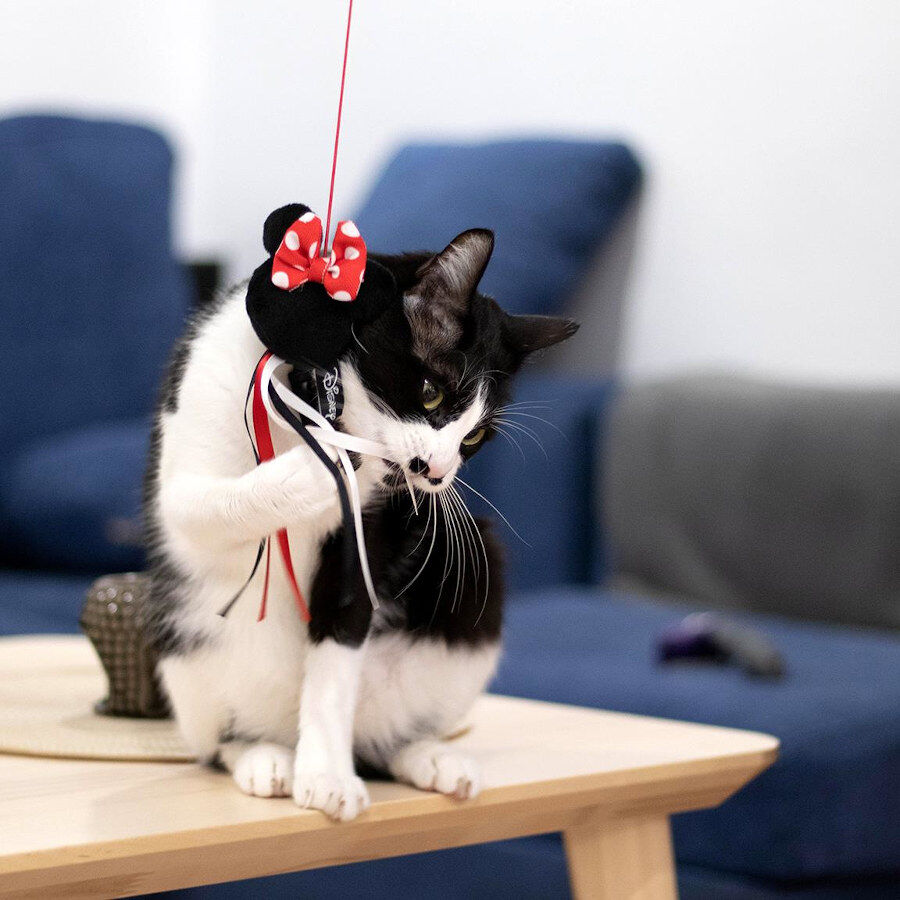 Disney Minnie Mouse ca&ntilde;a para gatos, , large Imagen numero 4