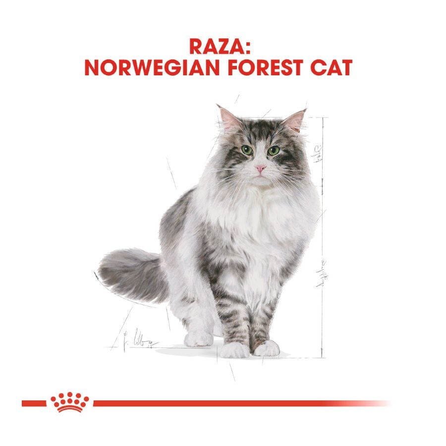 10 kg Royal Canin Adult Norwegian Forest pienso para gatos, , large Imagen numero 4