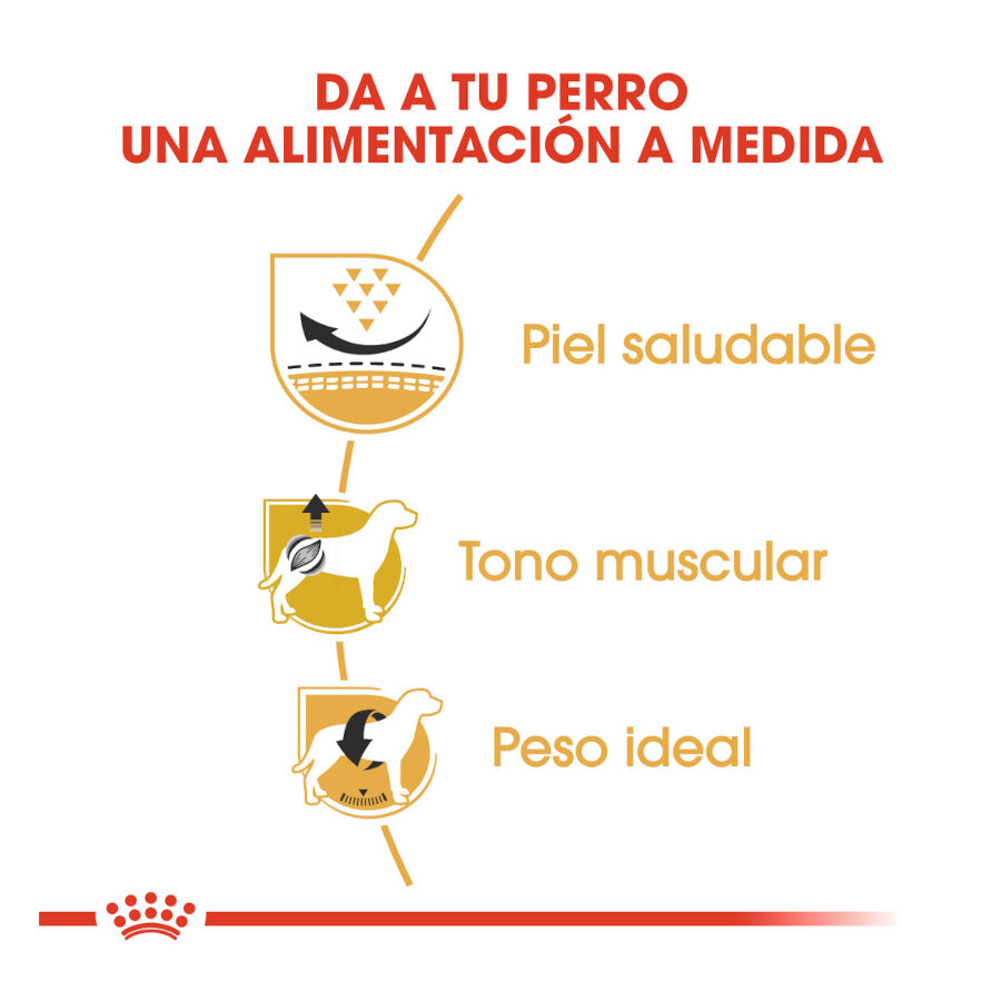 3 kg Royal Canin Adult Pug pienso para perros, , large indicador imagen numero 6