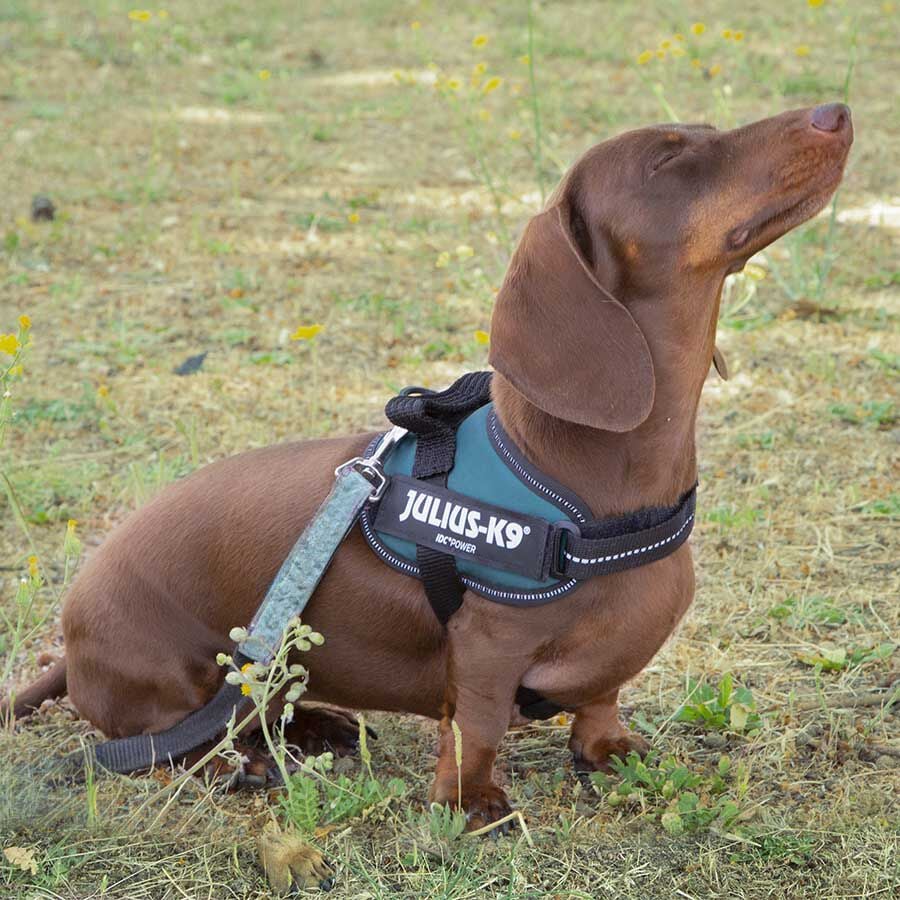 Julius K-9 IDC Arn&eacute;s Verde para perros, , large indicador imagen numero 2