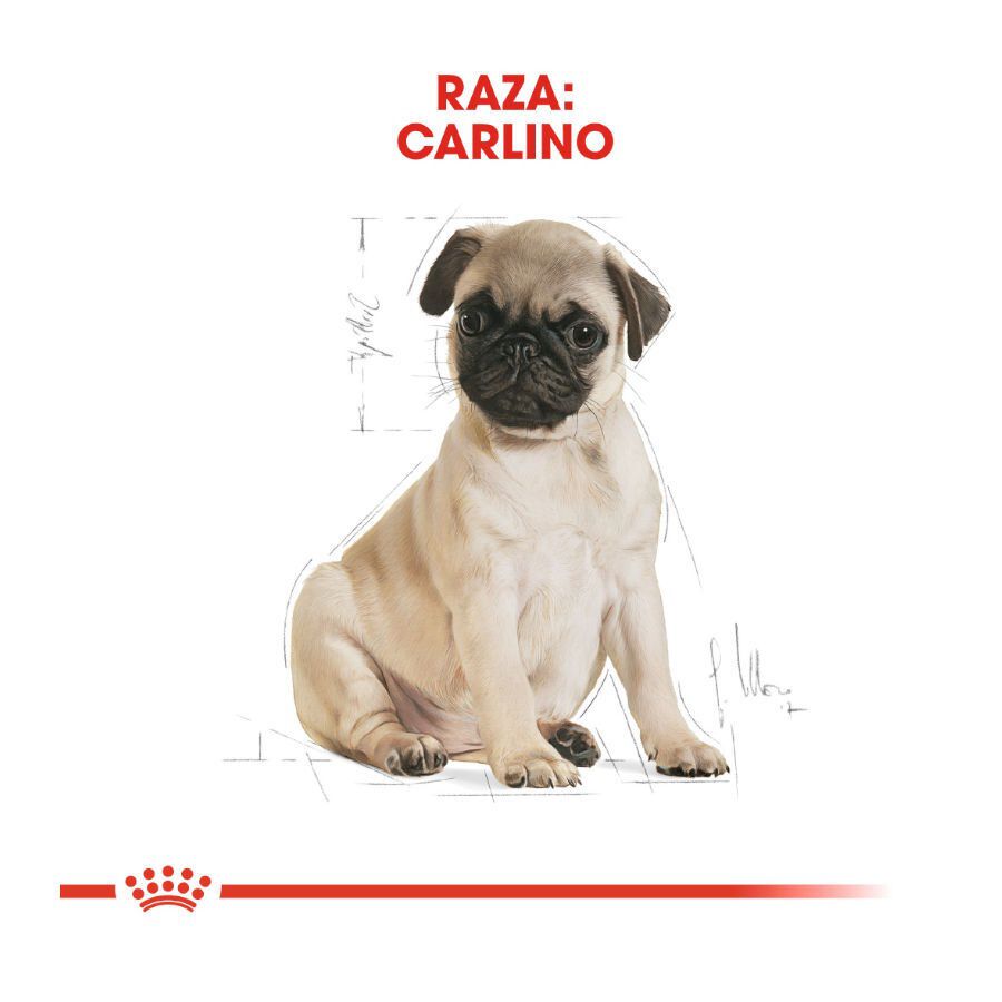 1.5 kg Royal Canin Puppy Pug pienso para perros, , large indicador imagen numero 4