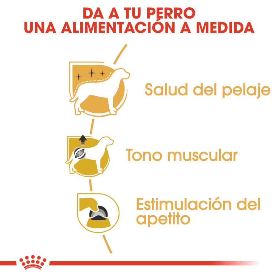 85 g Royal Canin Adult Poodle Pat&eacute; sobre para perros, , large Imagen numero 4