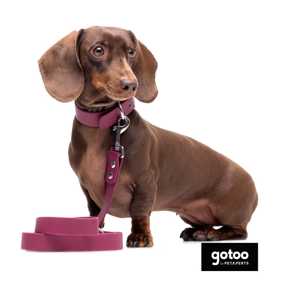Gotoo Correa Biothane roja vino para perros, , large Imagen numero 3