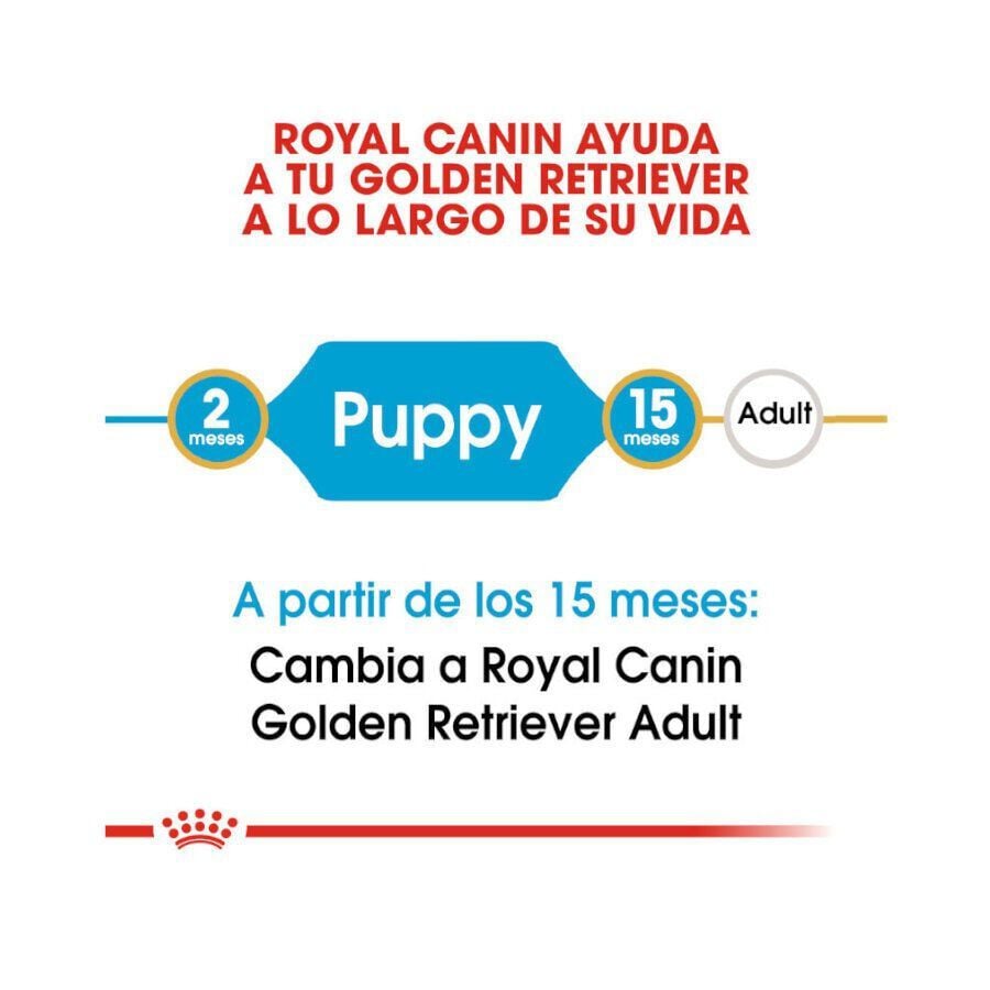12 kg Royal Canin Puppy Golden Retriever pienso para perros, , large Imagen numero 7